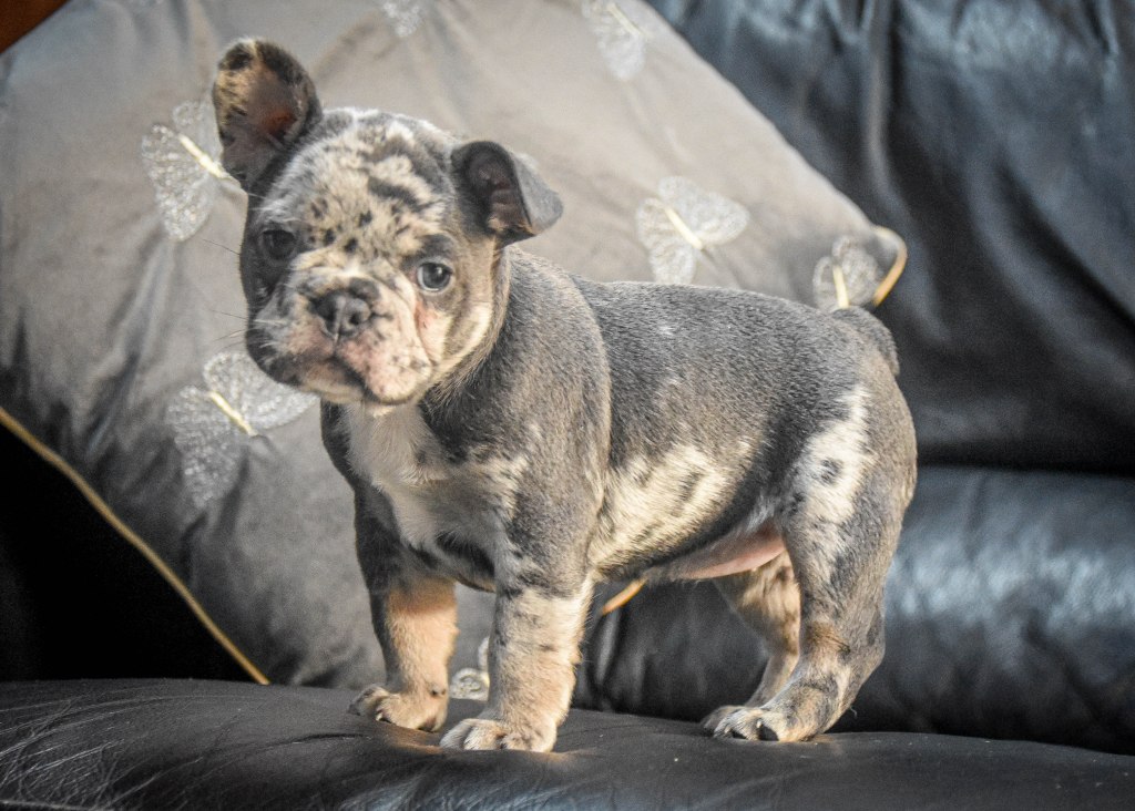 French Bulldog Puppies