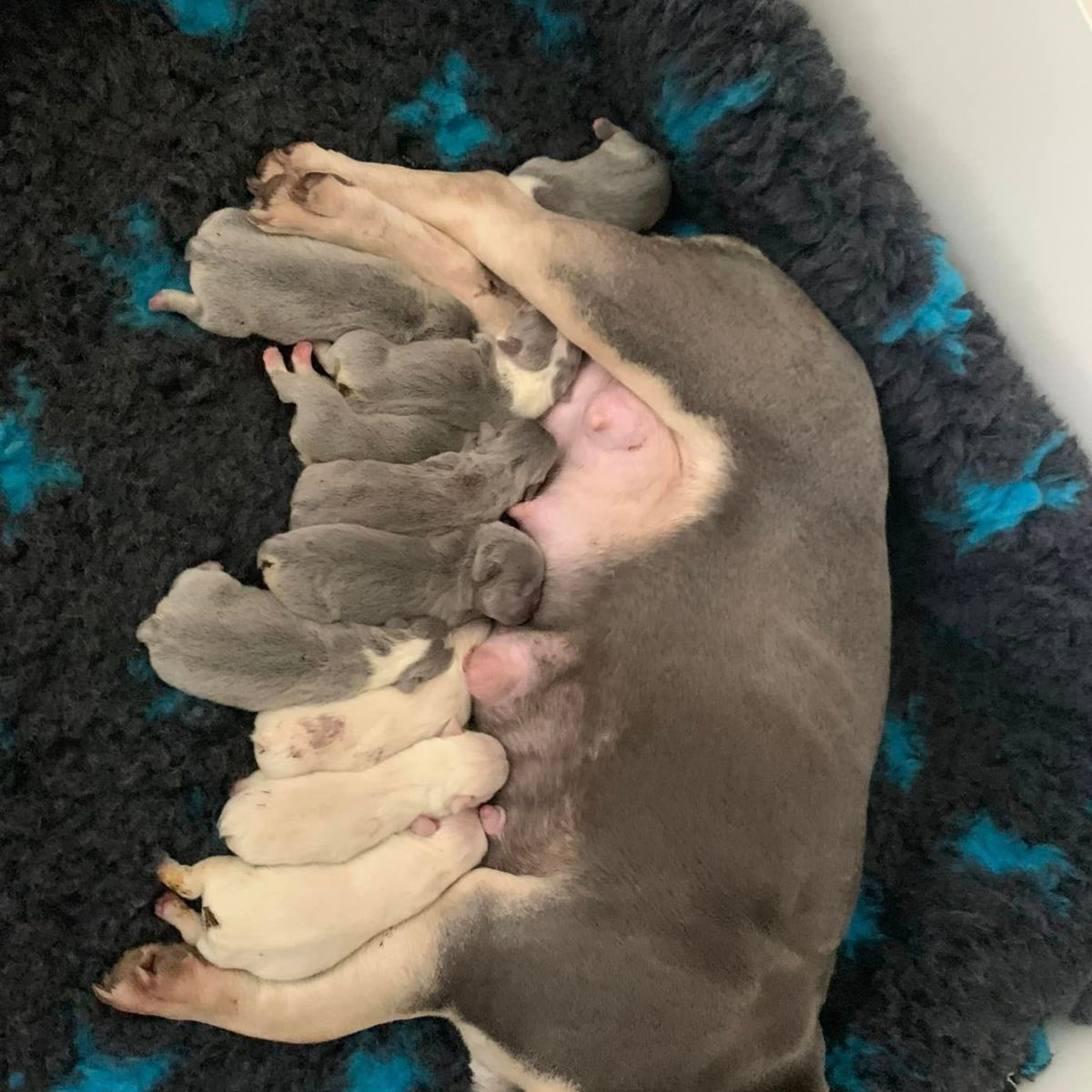 Puppies – Available&nbsp;Christmas